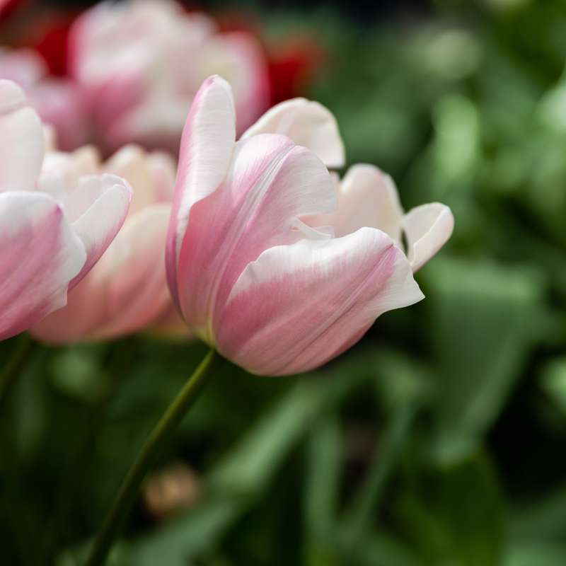 Tulipan 'Mango Charm'